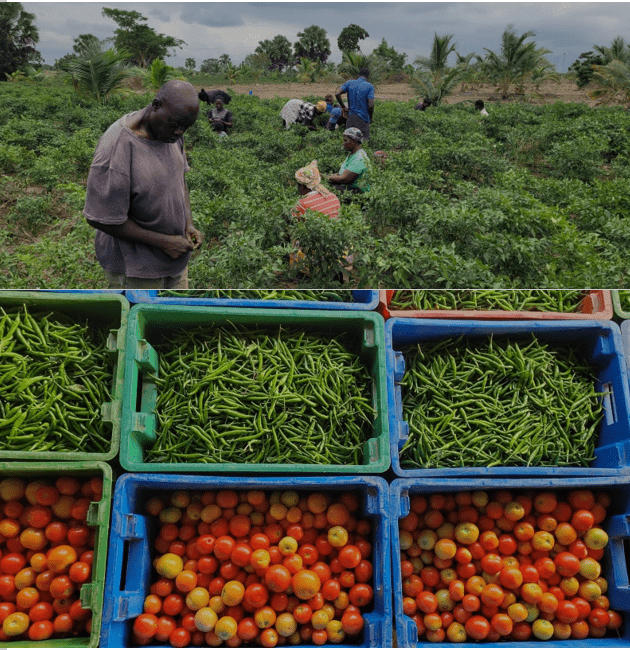 Agribusiness, not gold alone, must anchor nation’s growth