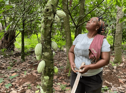 How resilience and innovation are reshaping climate-stricken cocoa belt