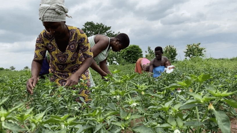 Maphlix Trust signals a shift from commodity-led export model