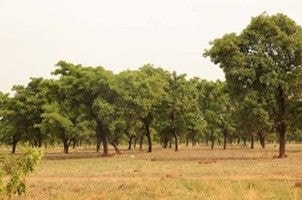 Shea trees touted as climate asset