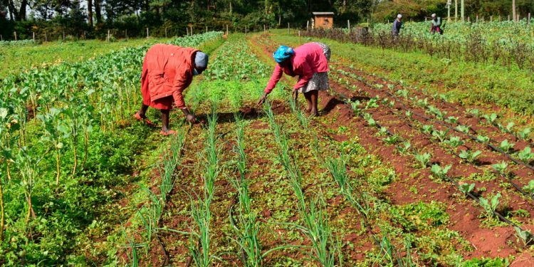 Delays in farm input distribution threaten planting season- SEND Ghana