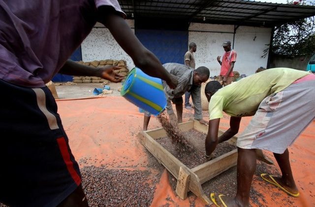 Ivory Coast rejects report showing rising child labour in cocoa sector