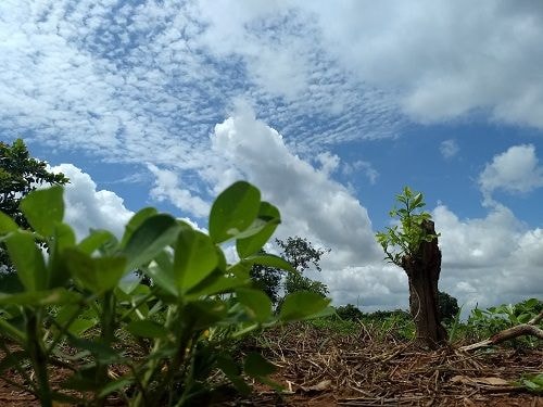 GhaFFaP marks World Environment Day 2020 ... calls for preservation and improvement of biodiversity and overcoming COVID-19