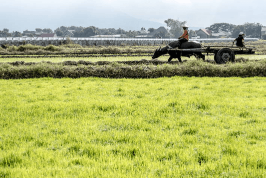 Global food markets still brace for uncertainty in 2020/21 because of COVID-19-FAO