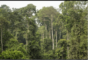 CSOs, individuals sue gov’t over exploration at Atewa Forest