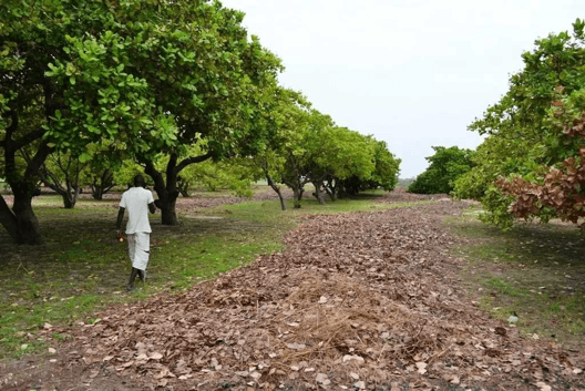 Cashew farming threatens food crops production  … but MoFA intervenes to boost productivity