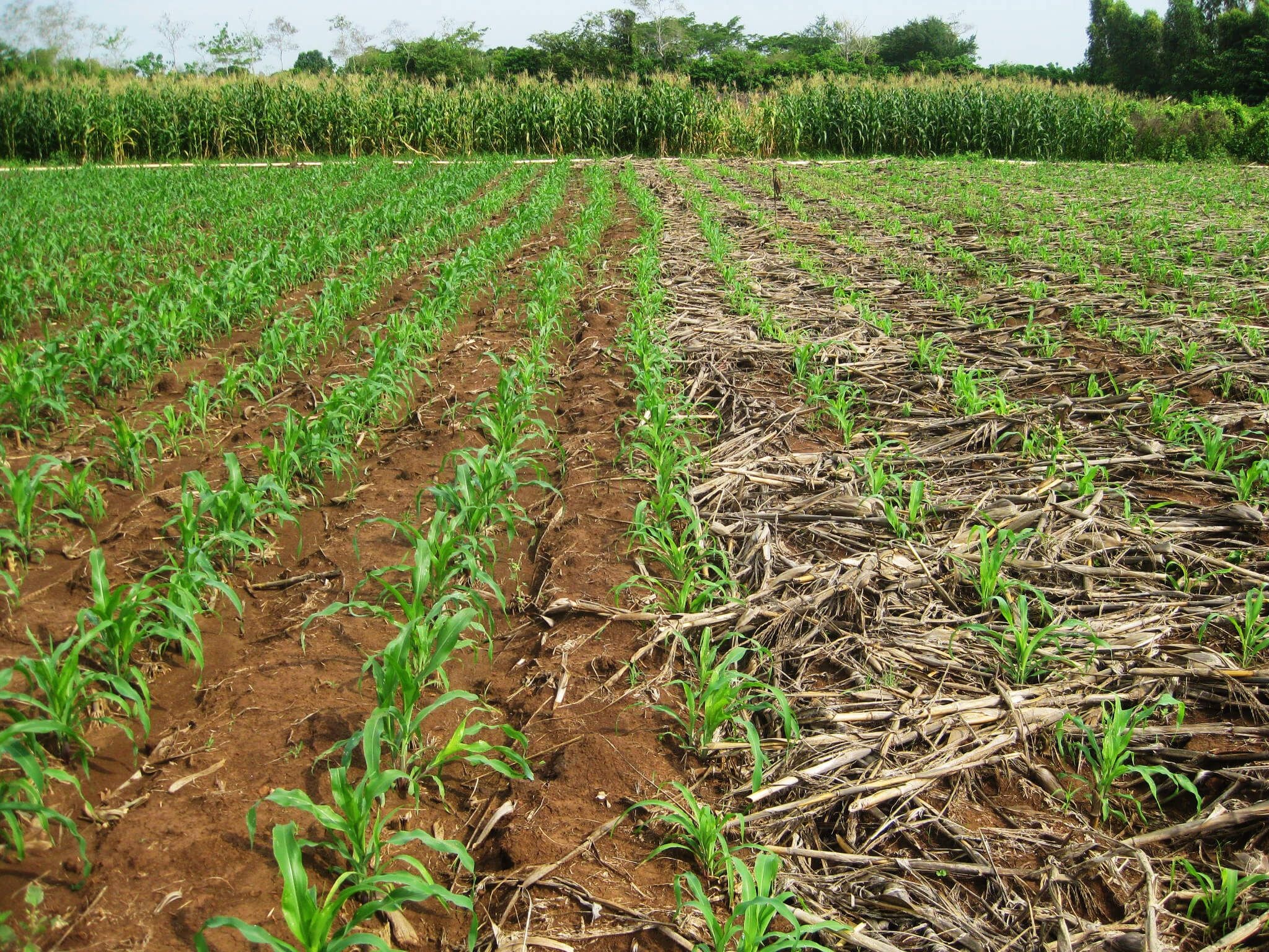 Marie-Noelle Nwokolo‘s thoughts: A case of missed opportunities: Realising the potential of Ghanaian agriculture