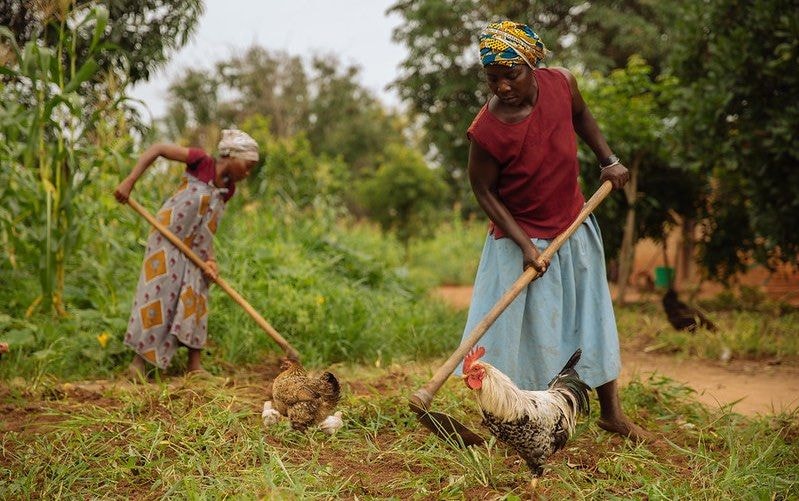 Farminista Africa: a social enterprise making farming easy and lucrative for women
