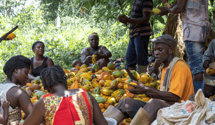 Farmers want cocoa price increased to GH¢700 per bag