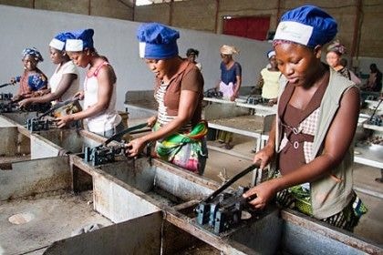 Cashew processors want speedy establishment of Tree Crop Development Authority