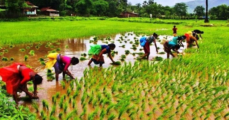 Feature: Building back better on food and agriculture