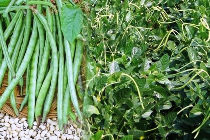 PBR cowpea researchers lauded for maintaining protocols