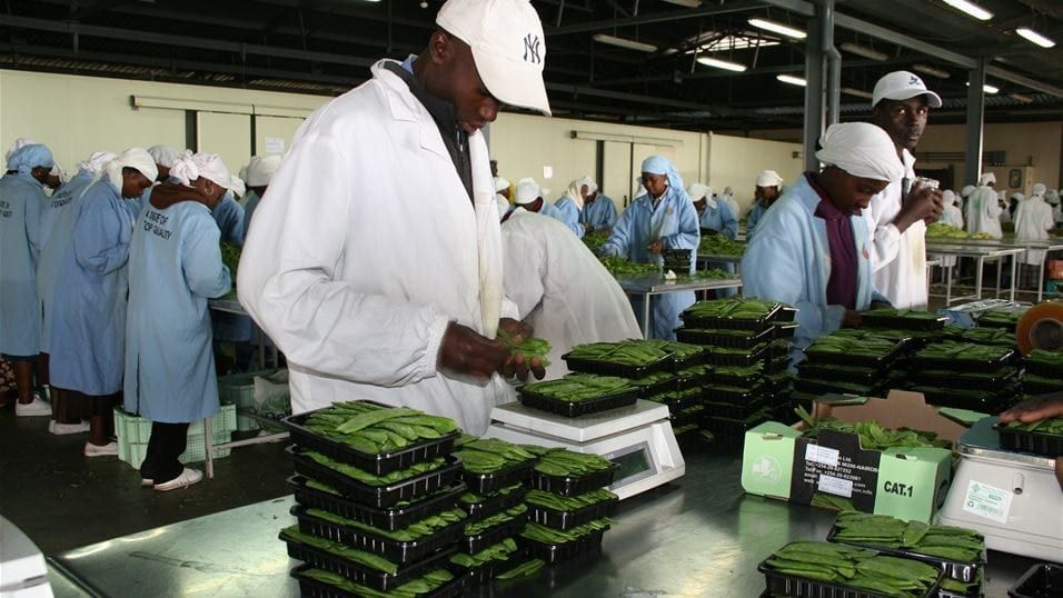 Gov’t targets US$1bn revenue from vegetables export within 7yrs