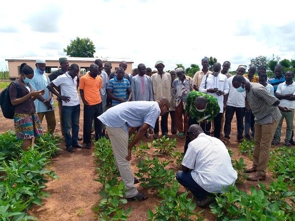 CSIR-SARI urges gov't to regularise BT cowpea variety