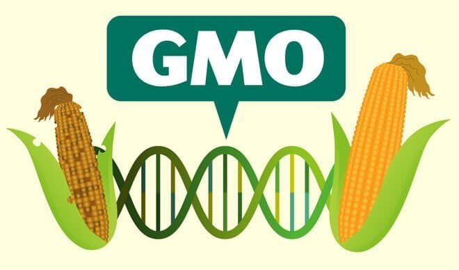 GMOs: To legalise or not to legalise
