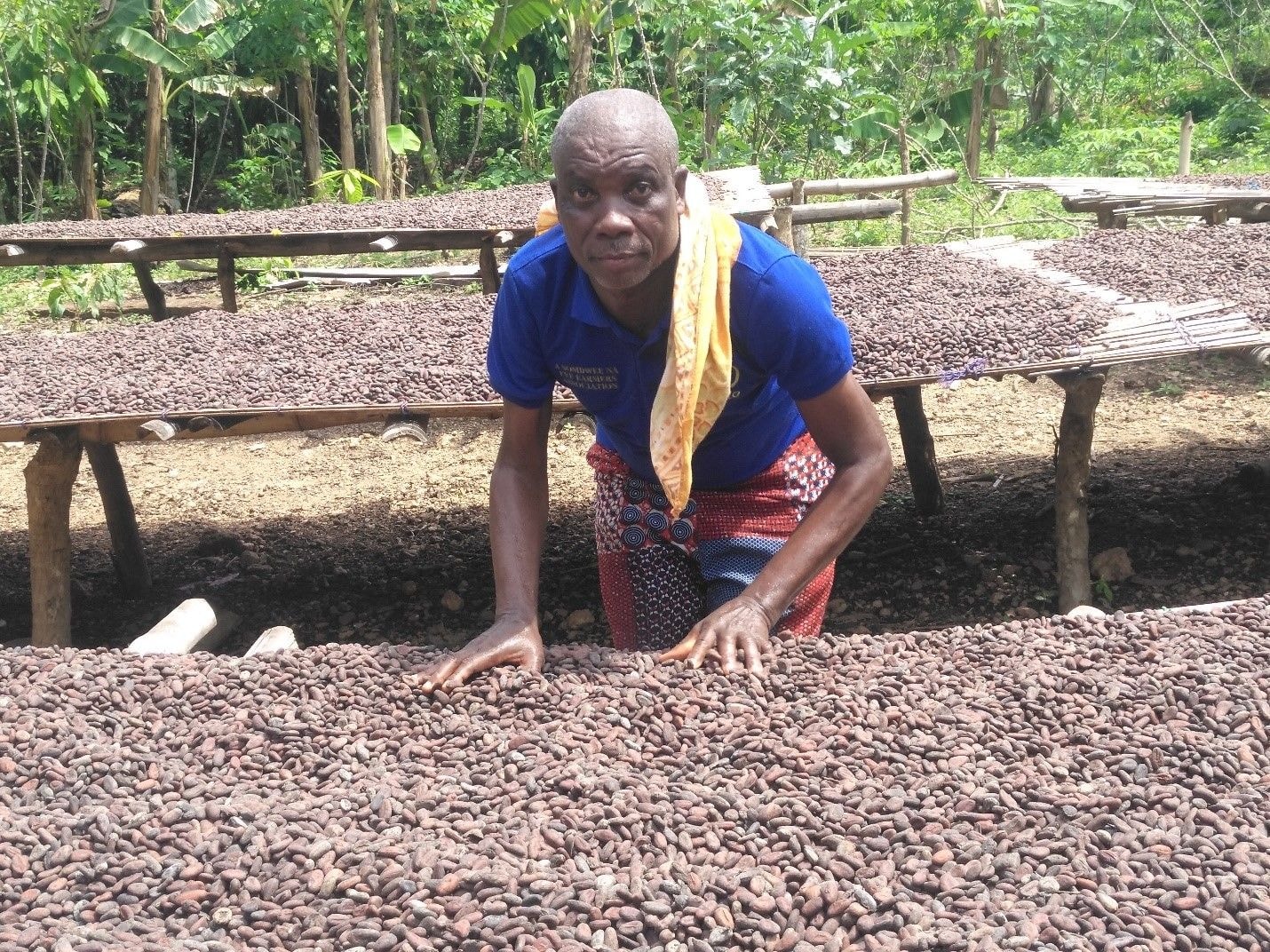 Cocoa farmers in Wassa resort to ‘galamsey money’ to maintain farms