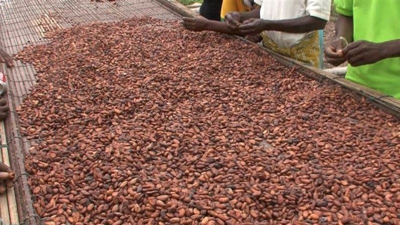 Cocoa farmers poised to increase production