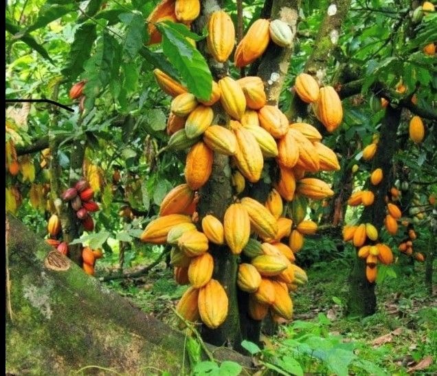 Land ownership impeding youth from cocoa farming