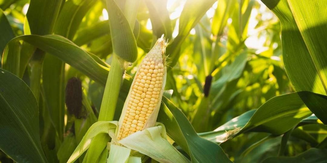 Shortage of maize in Tamale crippling poultry farmers, food vendors
