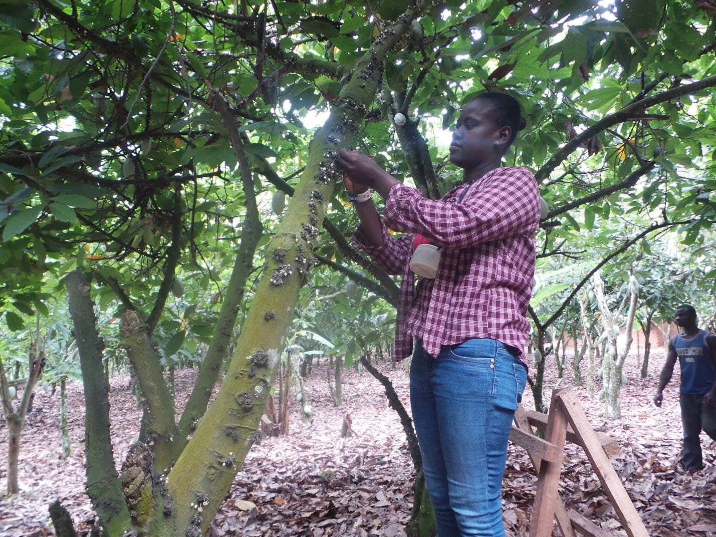 Cocoa hand pollination: …impact, challenges & prospects