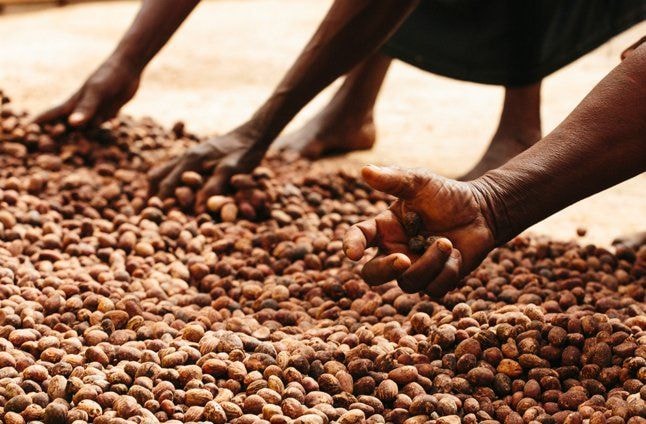 Upfield joins the Global Shea Alliance