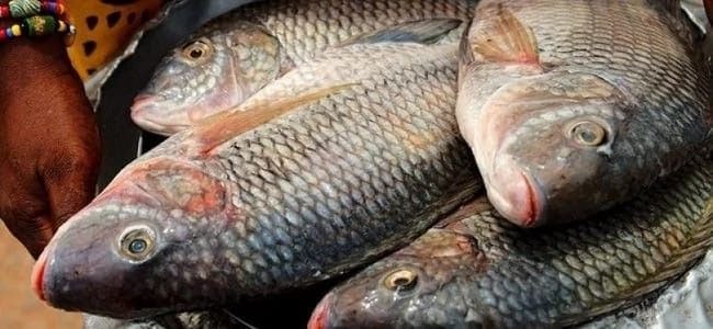 Is Tilapia worse than eating red meat?