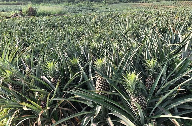 Combined Pineapple Glory: Protecting the legacy 
