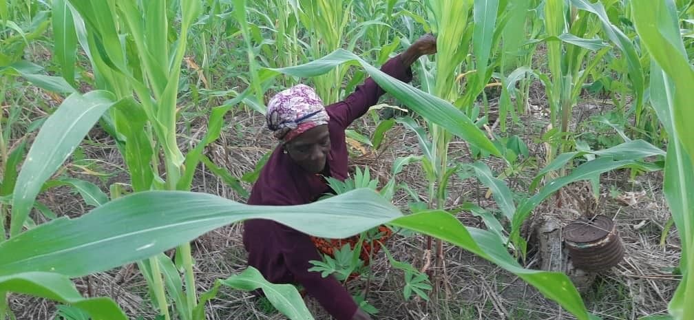 Cocoa farmers in Ghana awarded seed capital to diversify their Incomes in Climate Smart Ventures