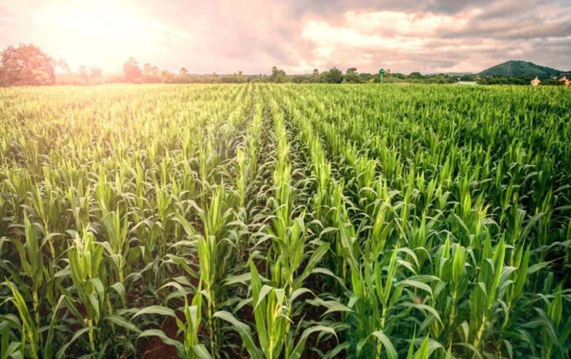 Italian cold chain and logistics giants ready for long-term partnerships in Ghana