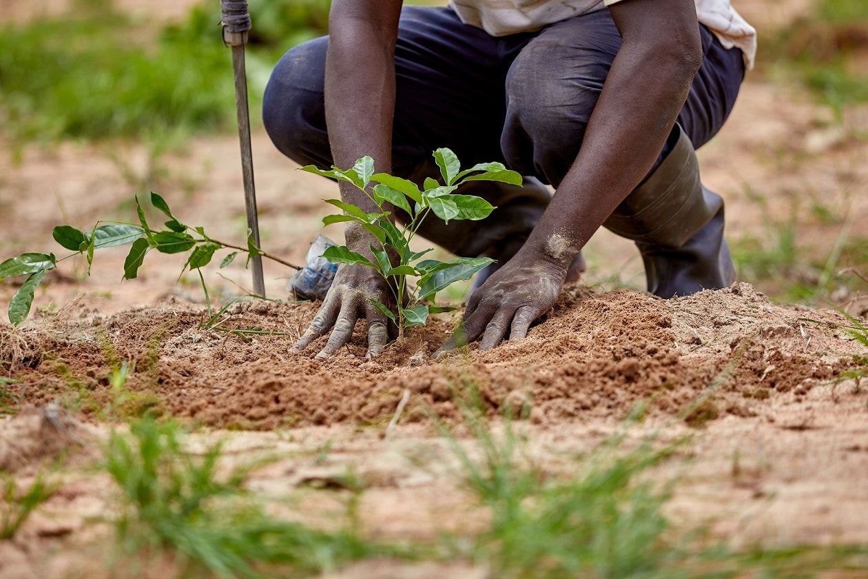 Fabrimetal plants 1000 trees for environmental conservation