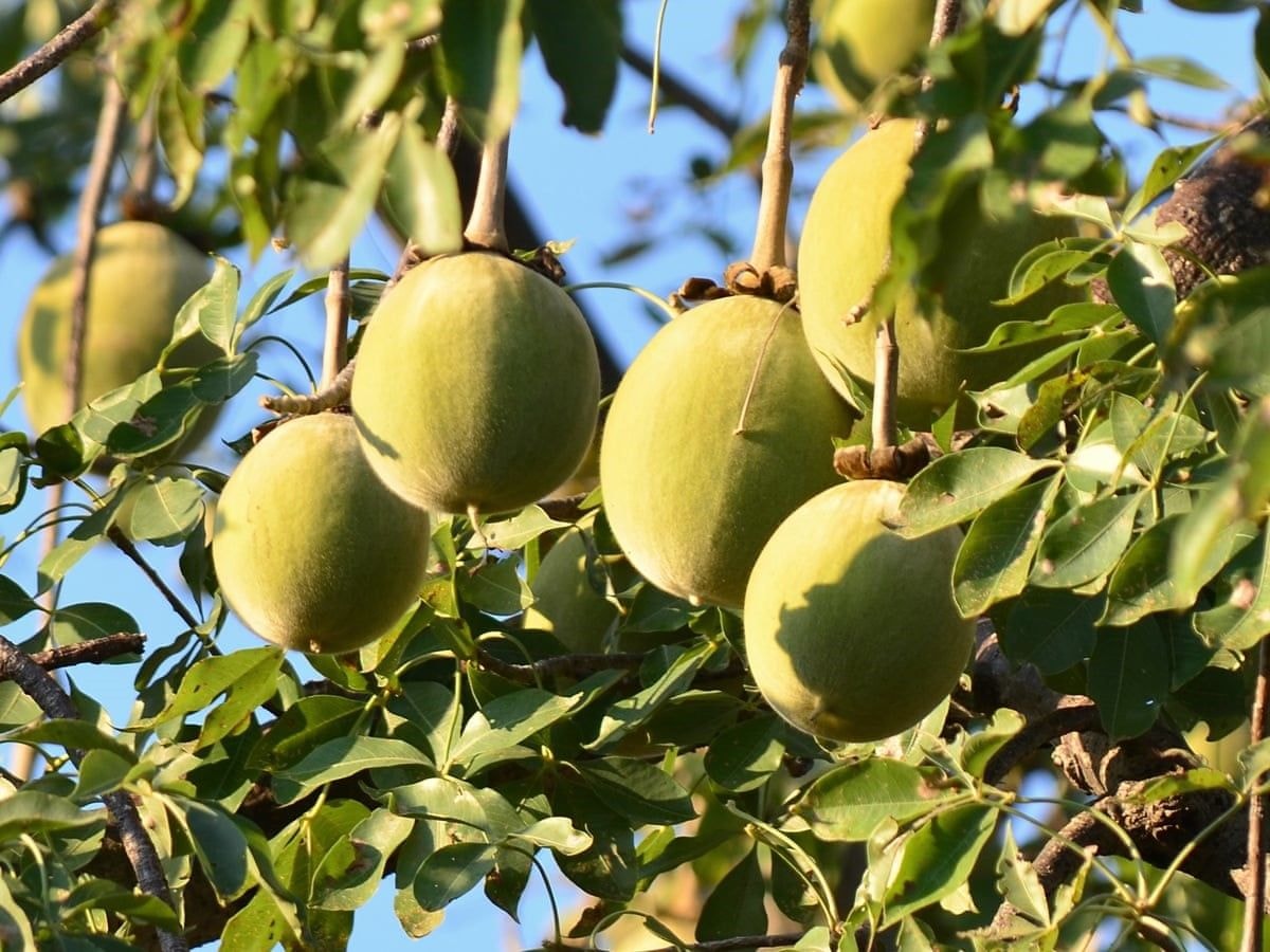 Baobab Fruit:  Vitamin C Content 10 times more than oranges