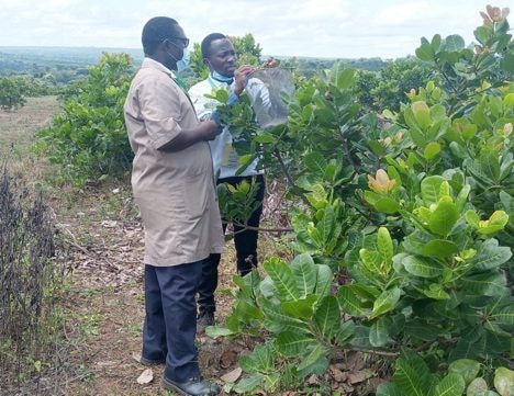 Chiefs, farmland owners urged to release lands to boost cashew production