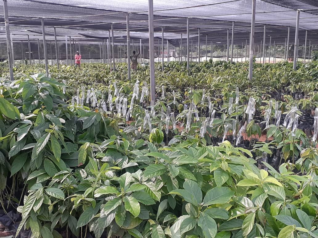AGAPCo secures sustainability with huge raw material base