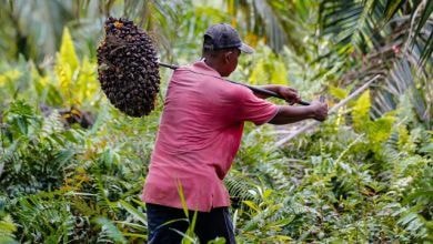 Local oil palm industry fights GUTA over 50% benchmark policy