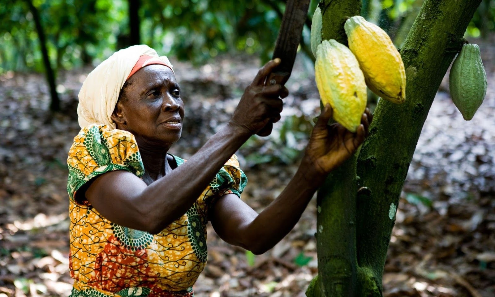 Fairtrade raises living standards for the poorest cocoa farmers - Report