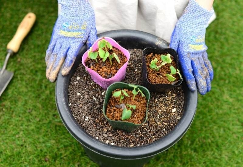 Let’s Go Farming: How to Grow Okro/Okra in a Container