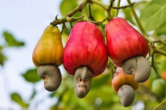 Poor post-harvest management affects cashew quality and pricing