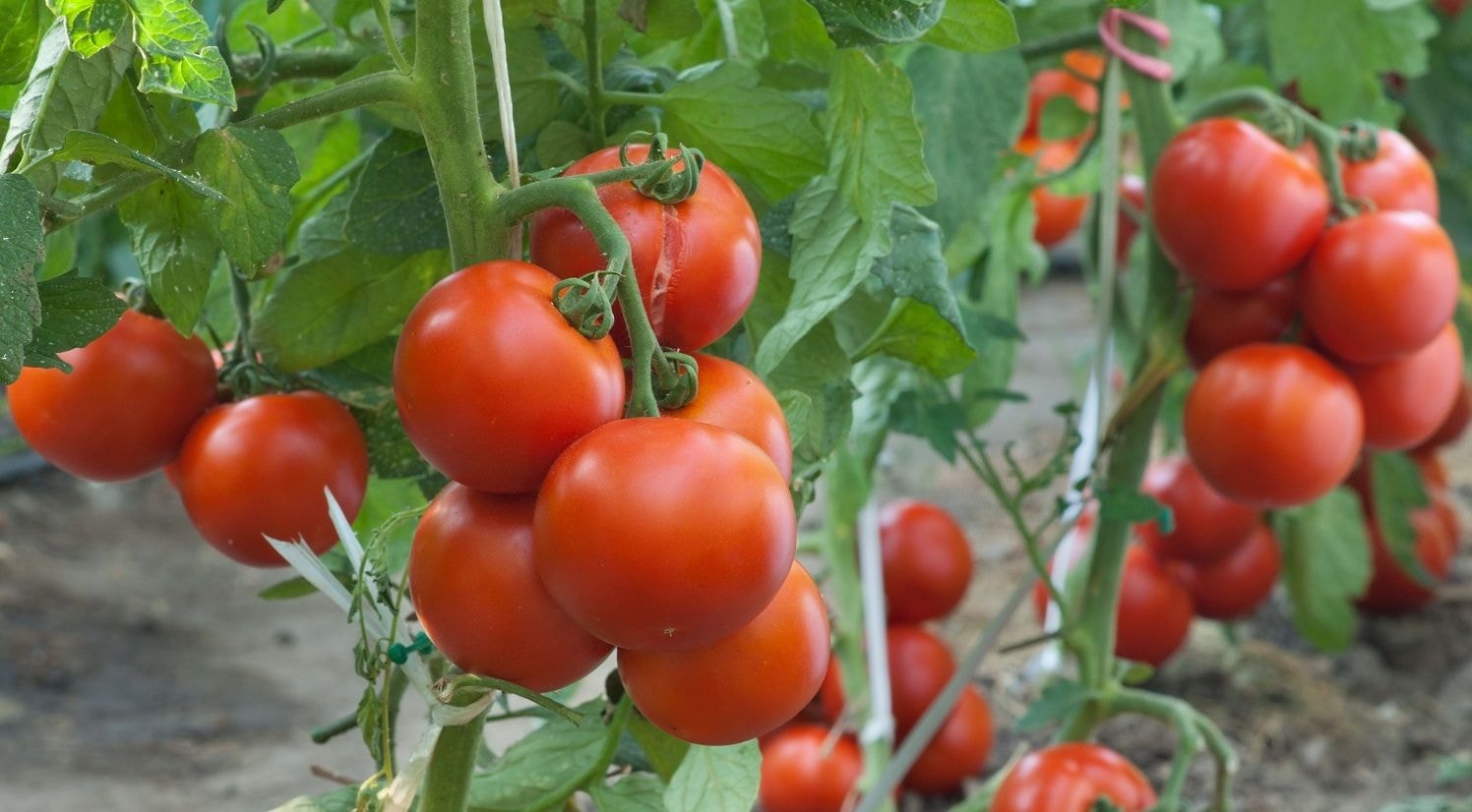 Let’s Go Farming: 10 Tomato growing tips