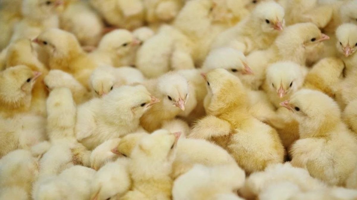 Mid-Year Review: Nkoko Nkitinkiti: Can a  flagship poultry programme truly transform the sector? 
