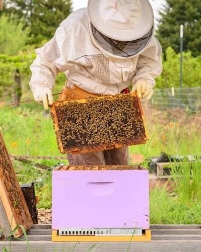 Local honey-makers target premium export markets