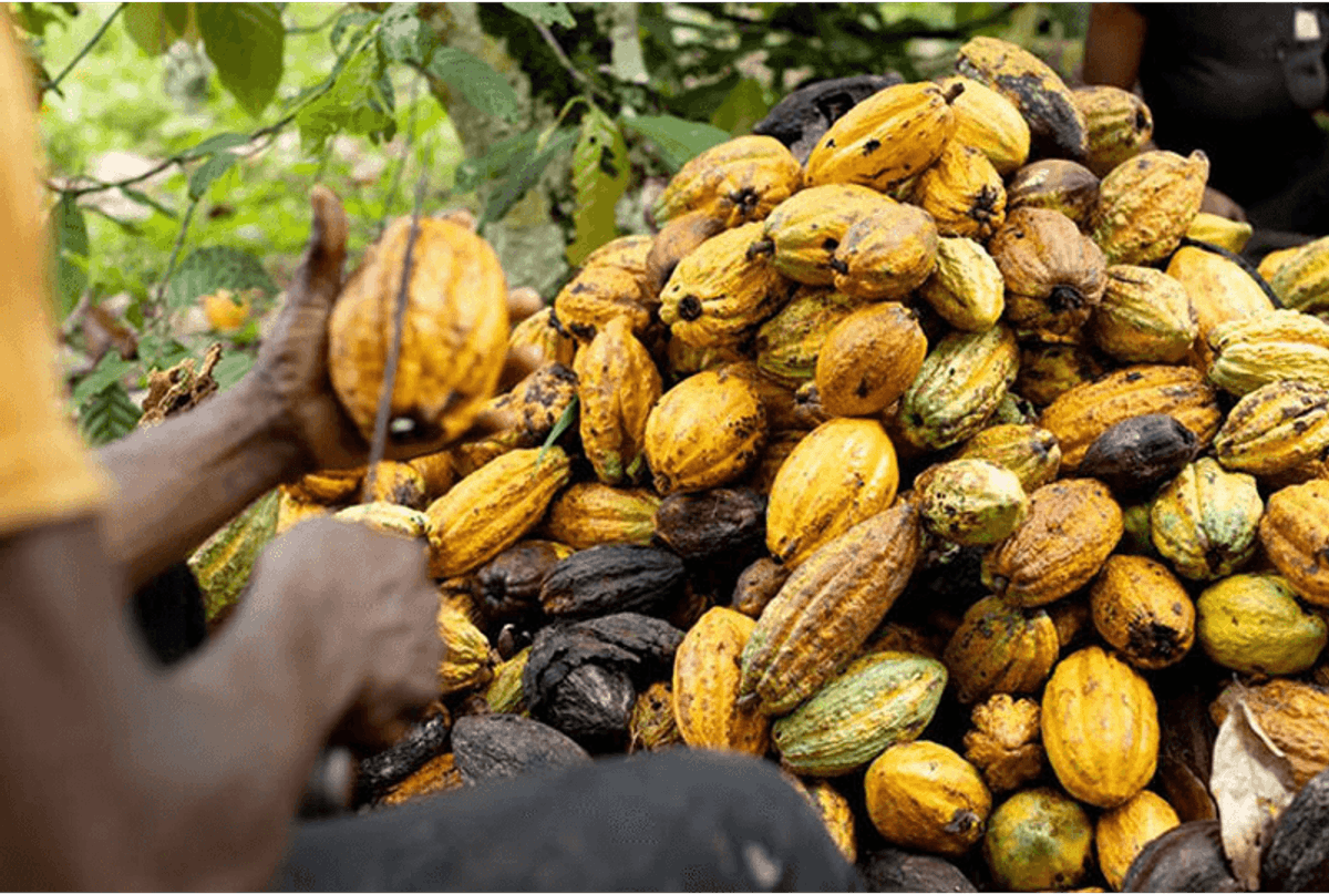 COCOBOD targets below-60% crop collateralisation    