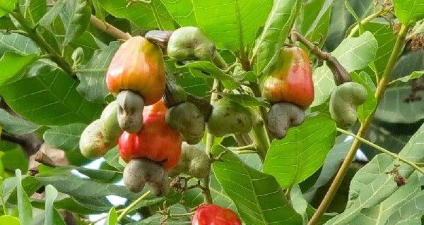 New price for Cashew to be announced in December