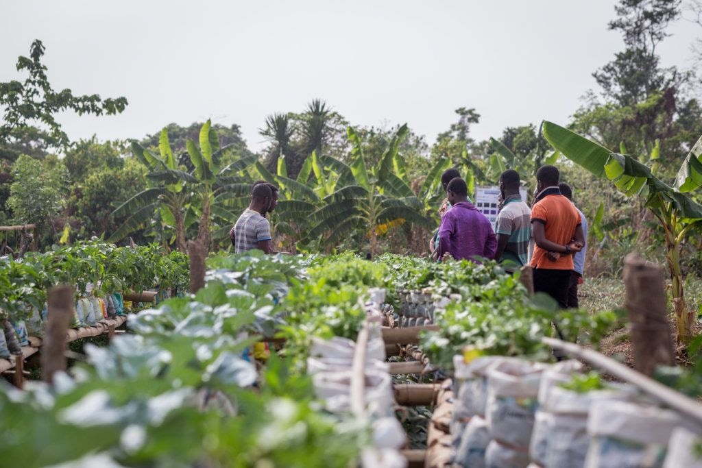 Boost Planting for Food and Jobs by equipping farmers – UG Vice Chancellor