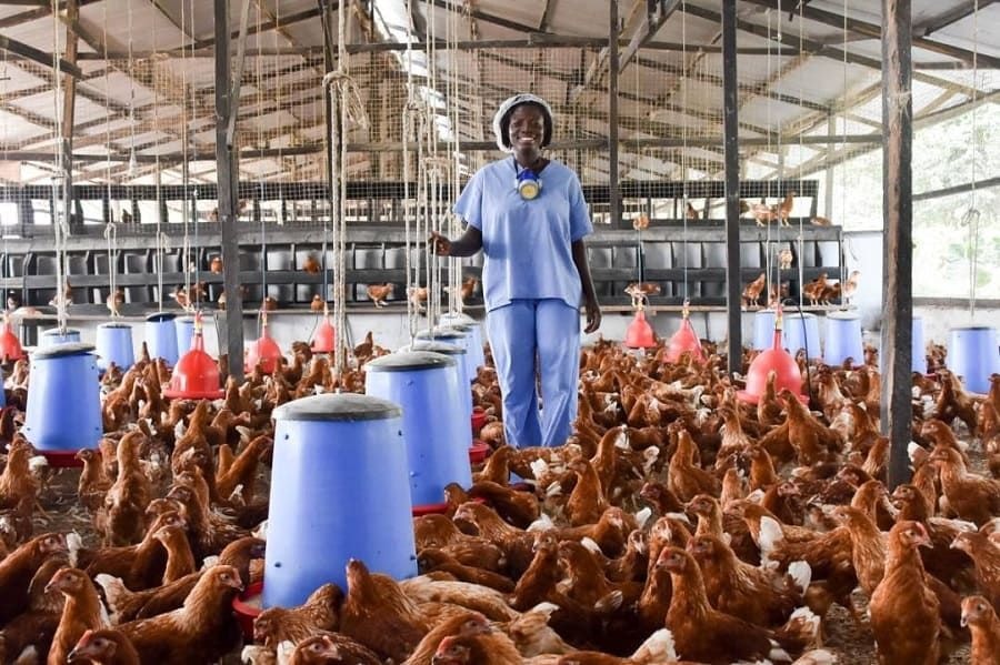Subsidize poultry feed to prevent sector’s retardation – Poultry farmers