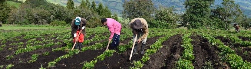Can sustainable agriculture address global food security?