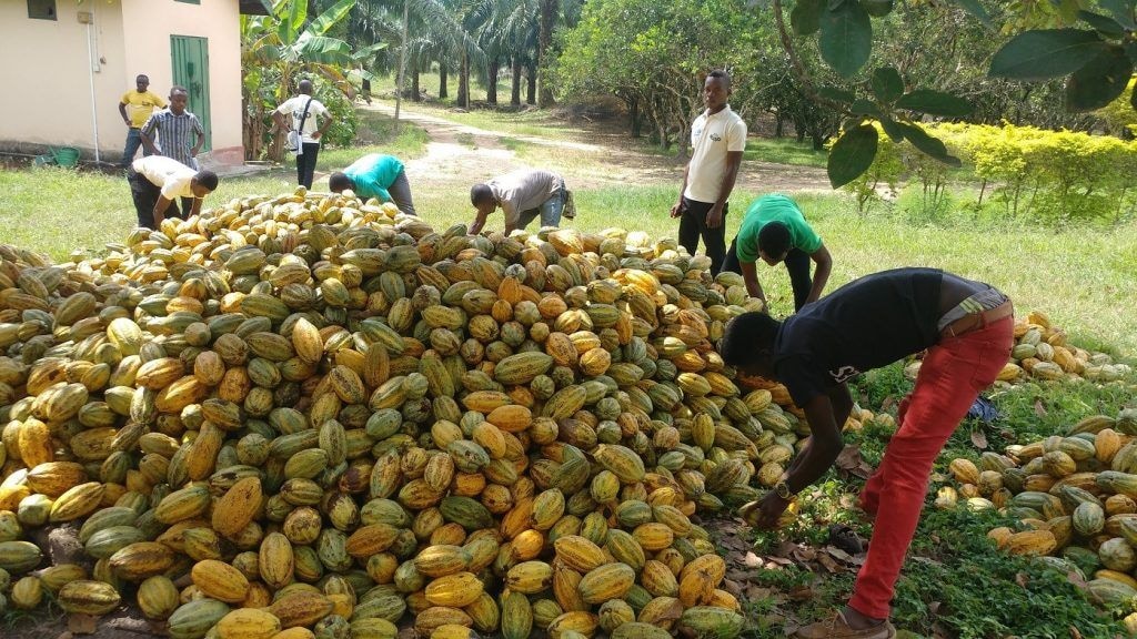 ‘Cocoa farmers must benefit from world market price increase’