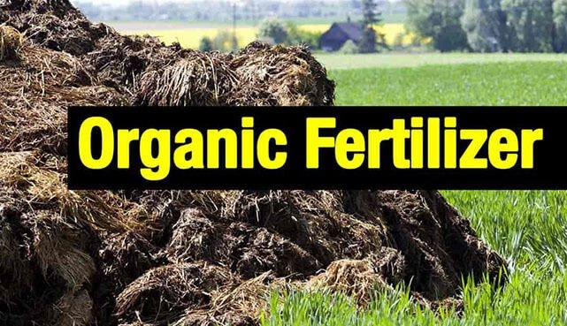 Techiman farmers shun use of organic fertilisers