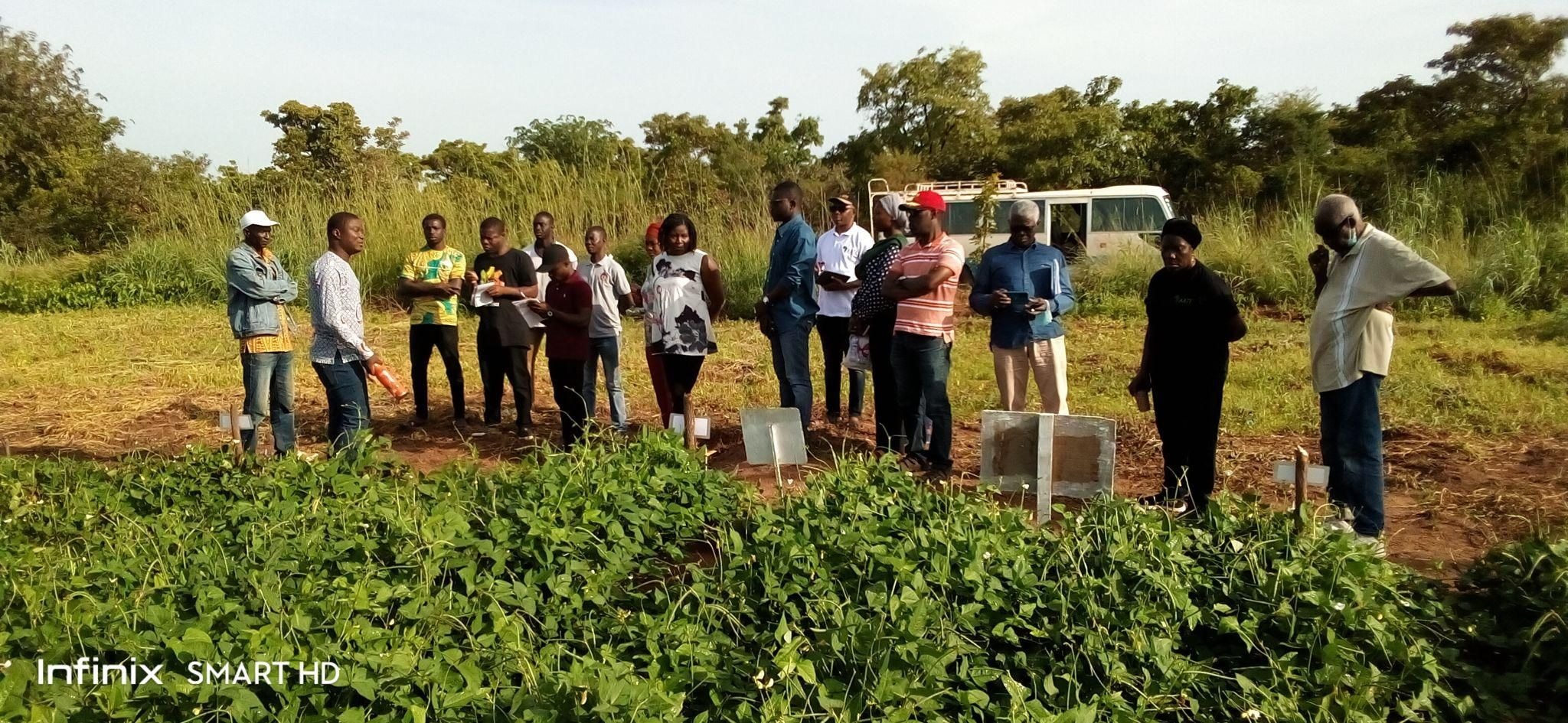 BT Cowpea farmers of Wa, Kpansenkpe record bumper harvest in trials