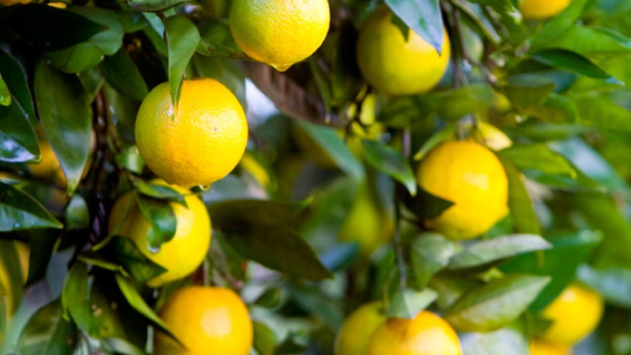 Citrus industry gets big boost
