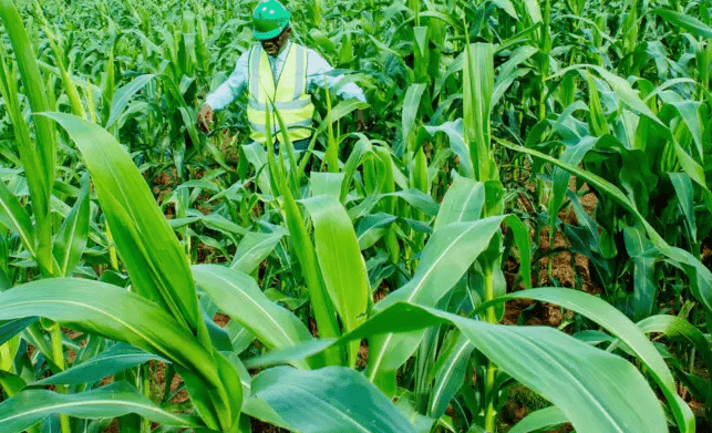 Mitigating strategies for global fertiliser and food crisis